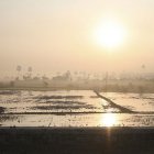 Rice paddies in India